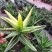 不夜城锦芦荟多肉植物盆栽办公室阳台窗台绿植花卉