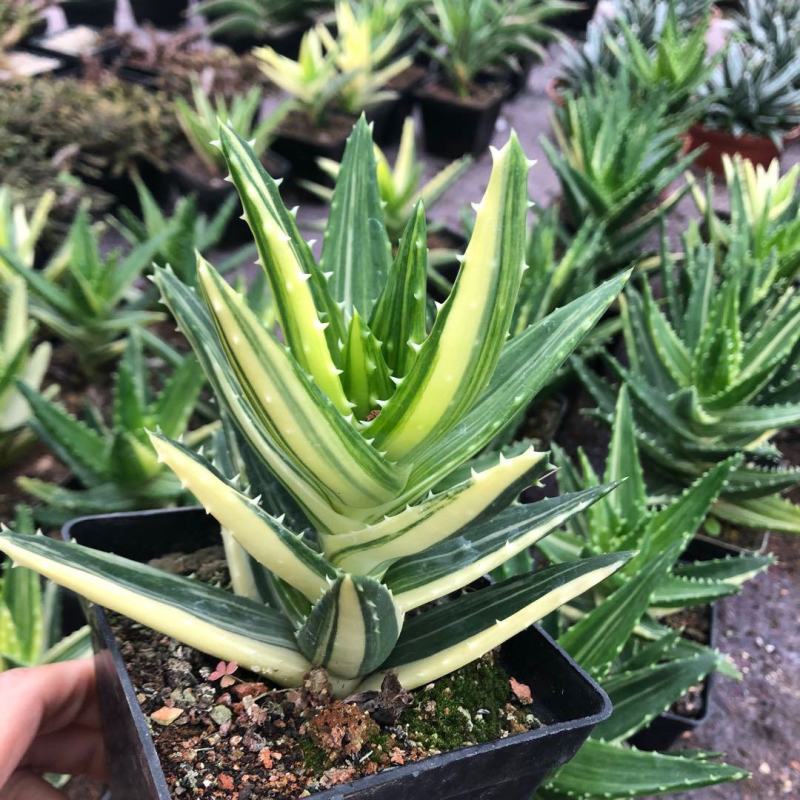 不夜城锦芦荟多肉植物盆栽办公室阳台窗台绿植花卉