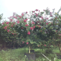 《优质小叶紫微》基地直发支持视频看货欢迎资询