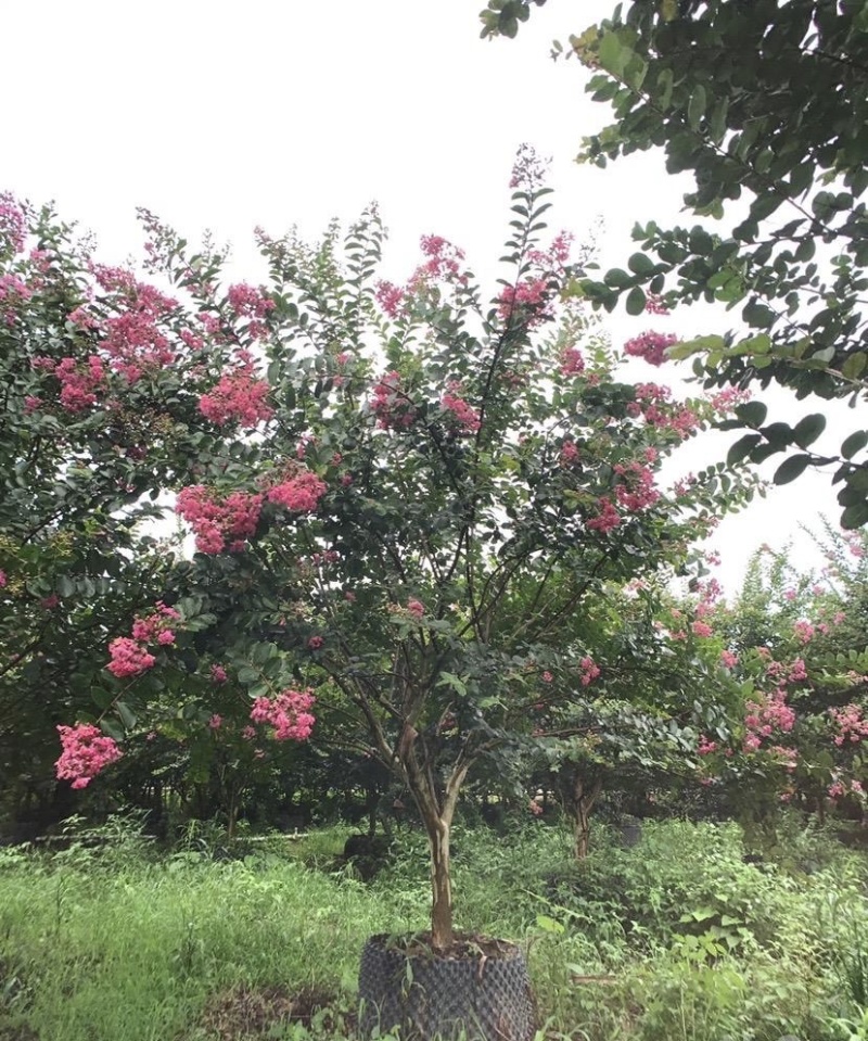 《优质小叶紫微》基地直发支持视频看货欢迎资询