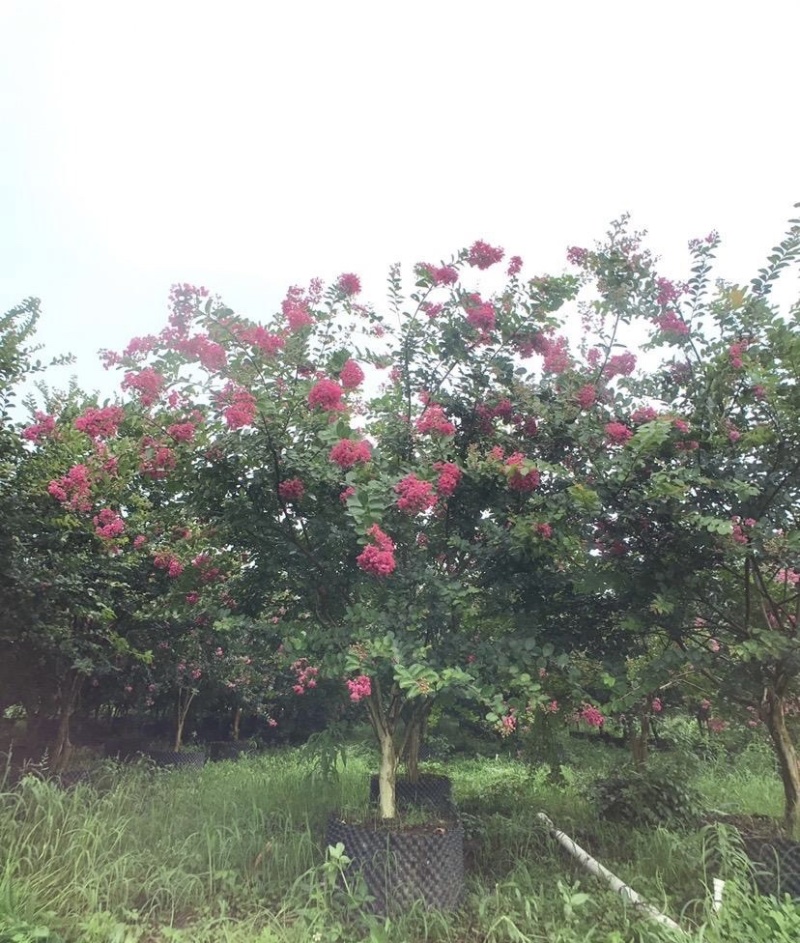《优质小叶紫微》基地直发支持视频看货欢迎资询