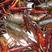 常年供应湖北荆州洪湖清水小龙虾，规格过硬品质保正产地直发