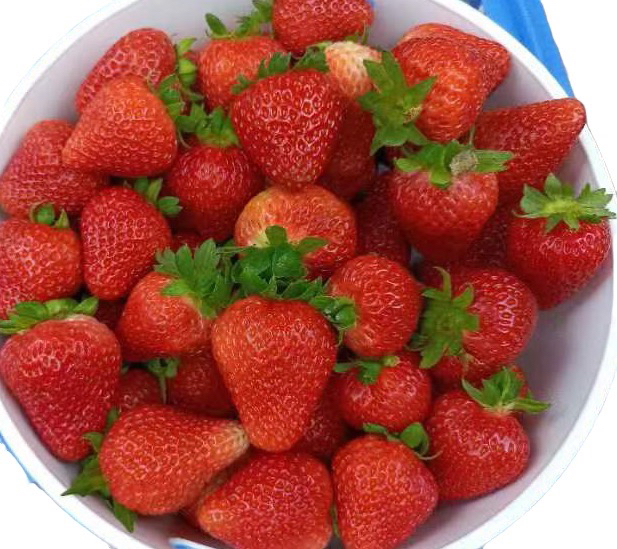 一杯新鲜制作的草莓牛奶,草莓切片装饰在杯口,牛奶呈现出粉红色调 草莓牛奶特写