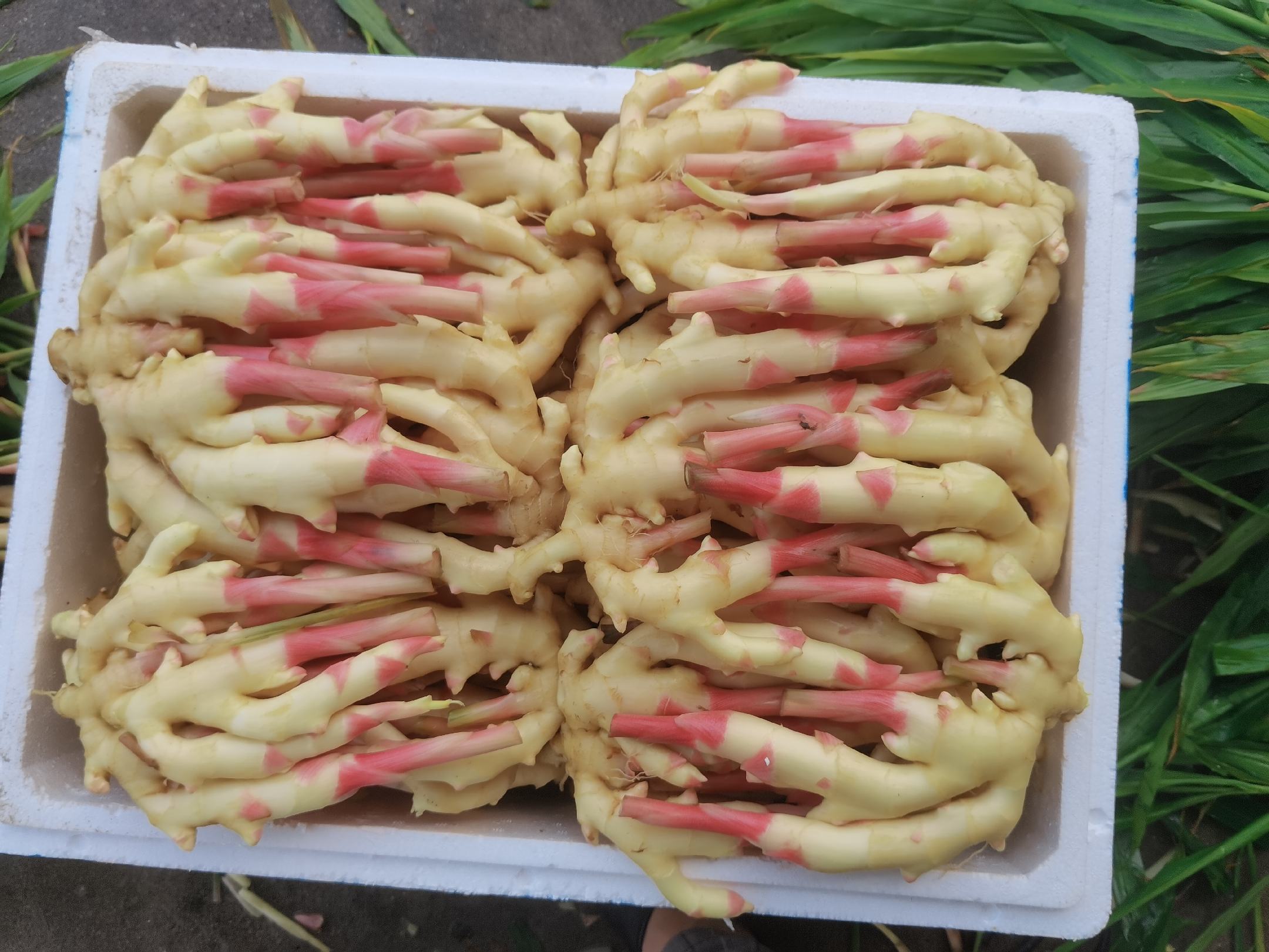 图片说明:展示两种不同品牌子姜制品的包装标签信息,强调有机认证与生产日期标识 子姜制品包装对比图