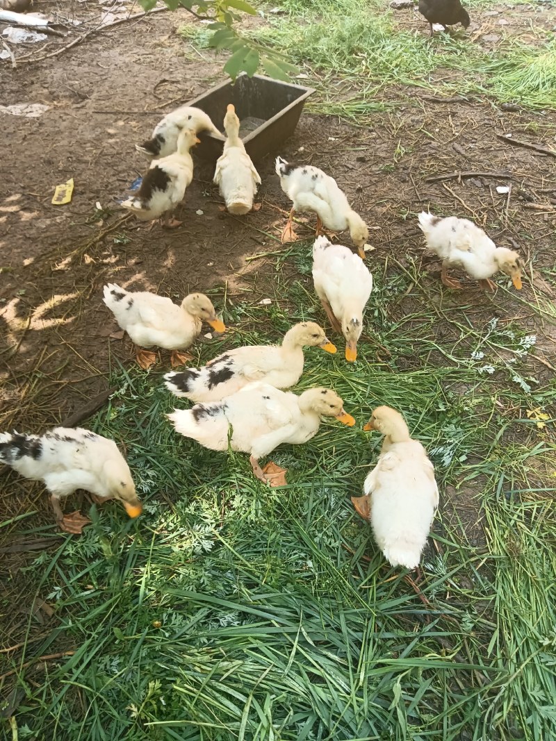 林下放养樱桃谷鸭