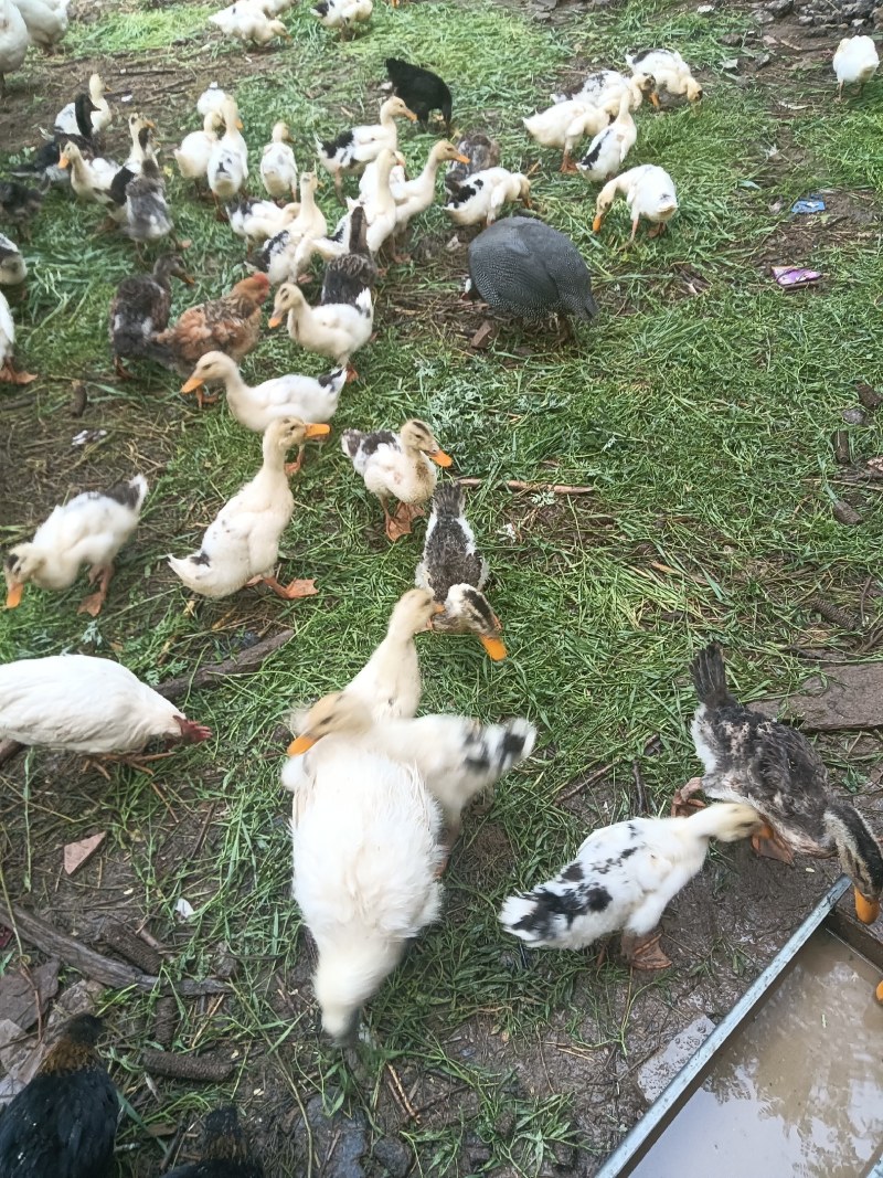 林下放养樱桃谷鸭
