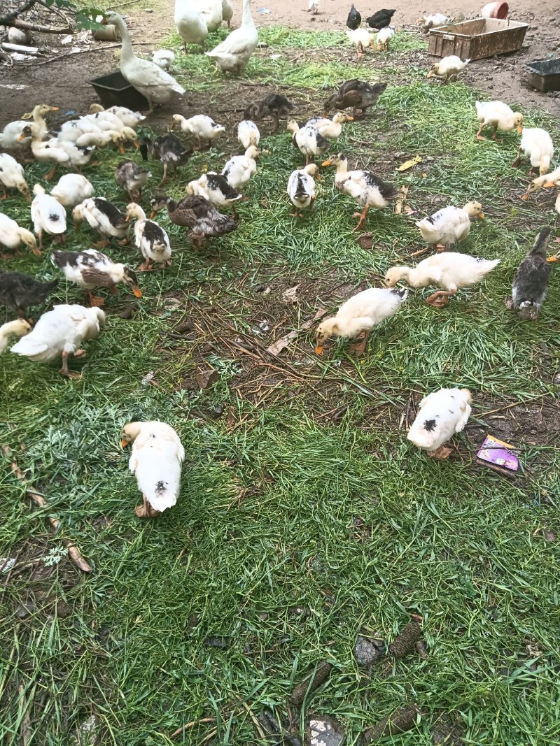 林下放养樱桃谷鸭