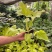 黄金春羽蔓绿绒瓦塞维奇黄金蔓绿绒稀有进口植物盆栽ins观