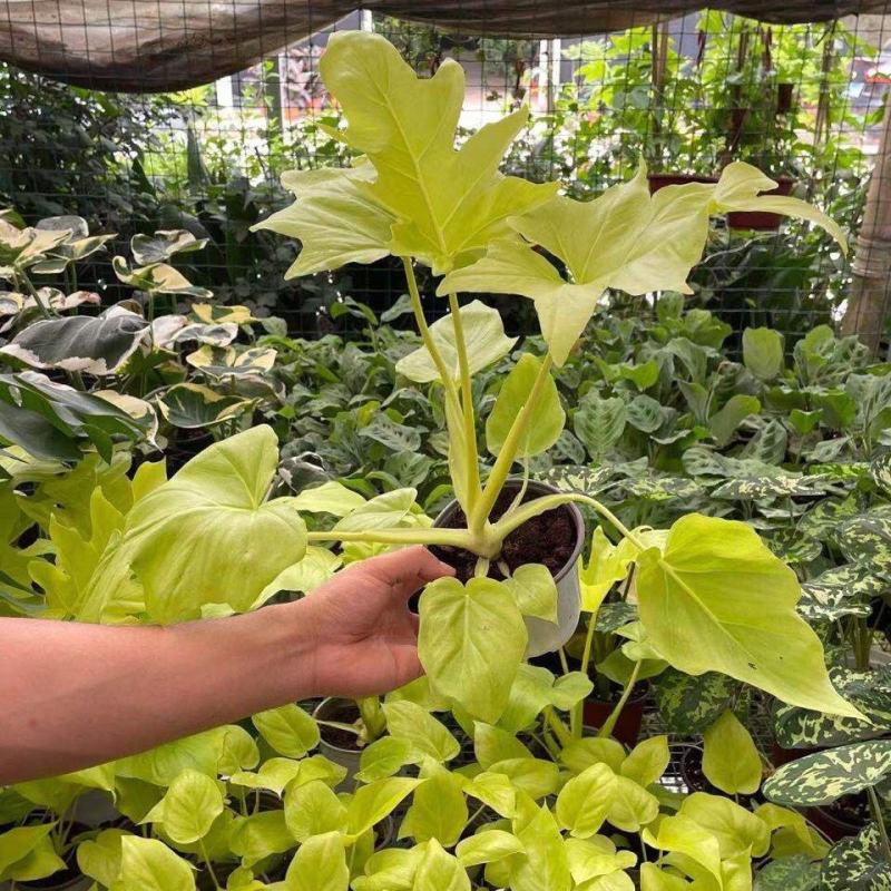 黄金春羽蔓绿绒瓦塞维奇黄金蔓绿绒稀有进口植物盆栽ins观