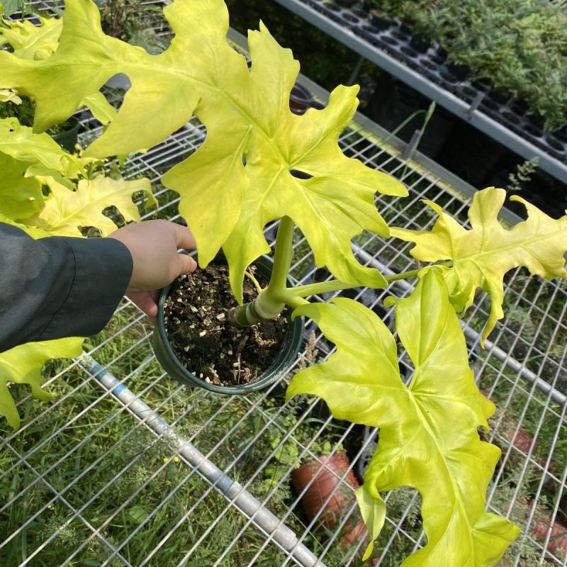 黄金春羽蔓绿绒瓦塞维奇黄金蔓绿绒稀有进口植物盆栽ins观