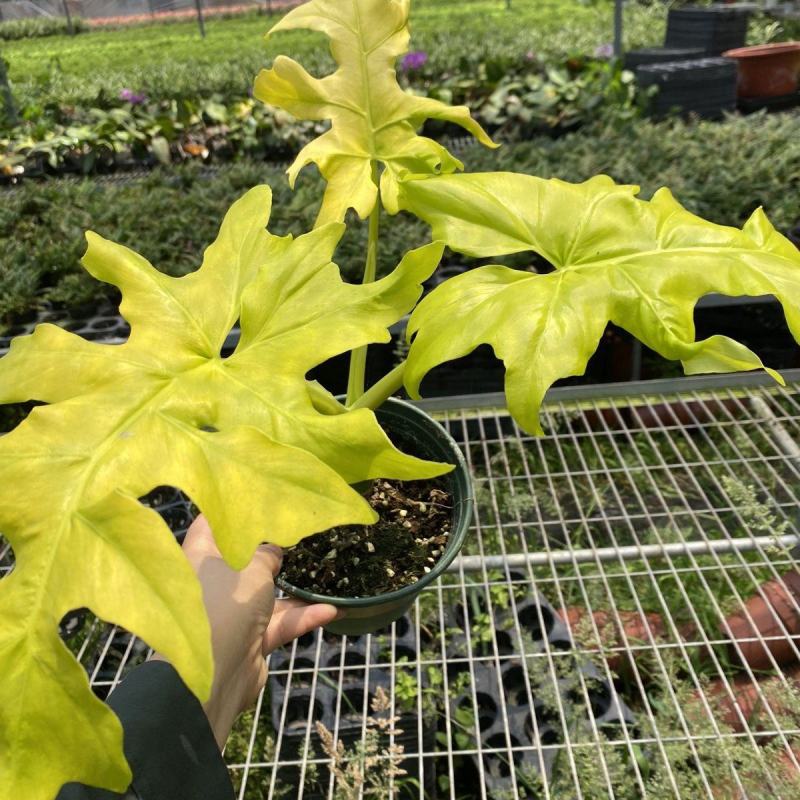 黄金春羽蔓绿绒瓦塞维奇黄金蔓绿绒稀有进口植物盆栽ins观