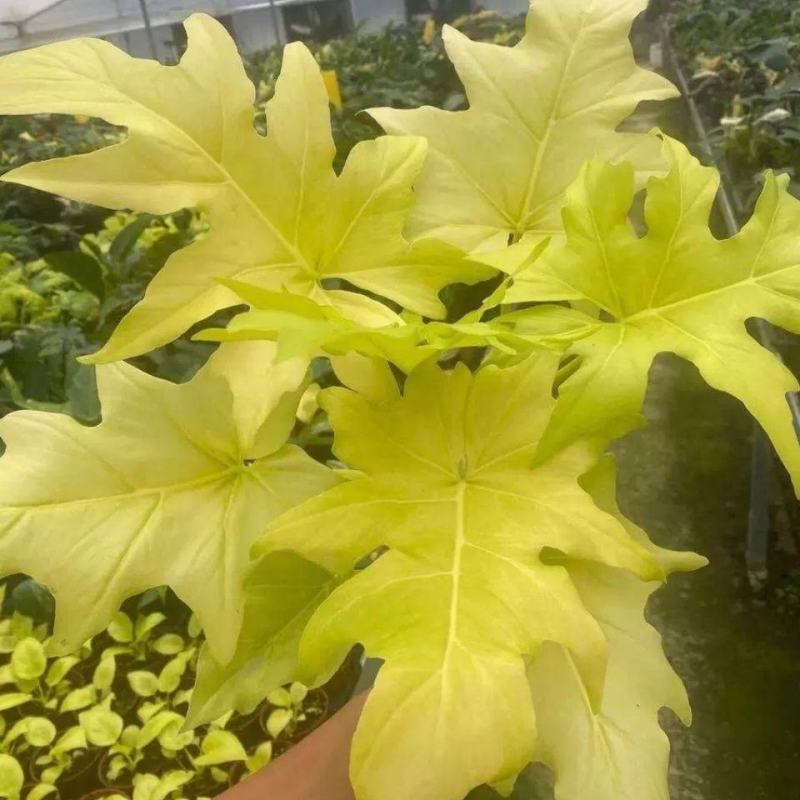 黄金春羽蔓绿绒瓦塞维奇黄金蔓绿绒稀有进口植物盆栽ins观