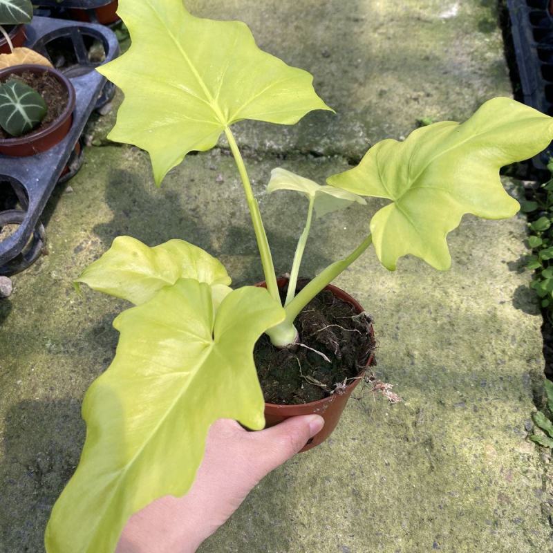 黄金春羽蔓绿绒瓦塞维奇黄金蔓绿绒稀有进口植物盆栽ins观