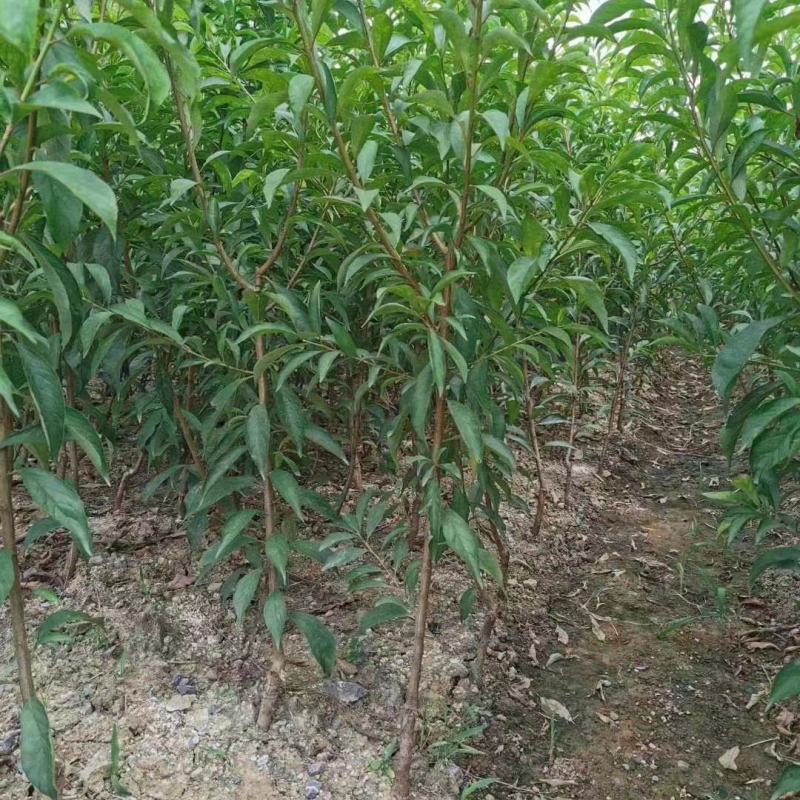 大量出售蜂糖李苗一年苗，两年苗