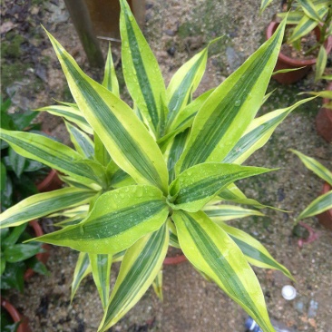黄金富贵竹室内水培植物金边银边富贵竹客厅盆栽绿植带根带土