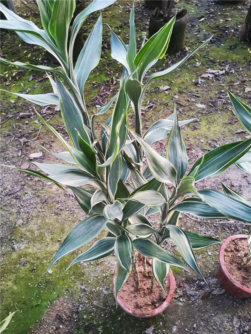 黄金富贵竹室内水培植物金边银边富贵竹客厅盆栽绿植带根带土