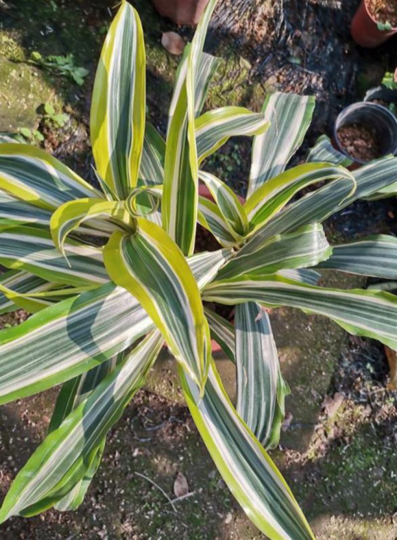 黄金富贵竹室内水培植物金边银边富贵竹客厅盆栽绿植带根带土