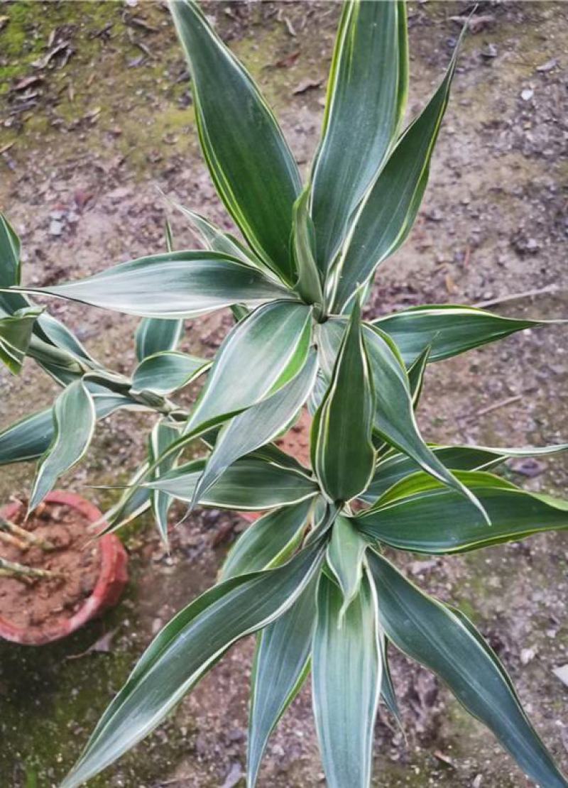 黄金富贵竹室内水培植物金边银边富贵竹客厅盆栽绿植带根带土