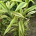 黄金富贵竹室内水培植物金边银边富贵竹客厅盆栽绿植带根带土
