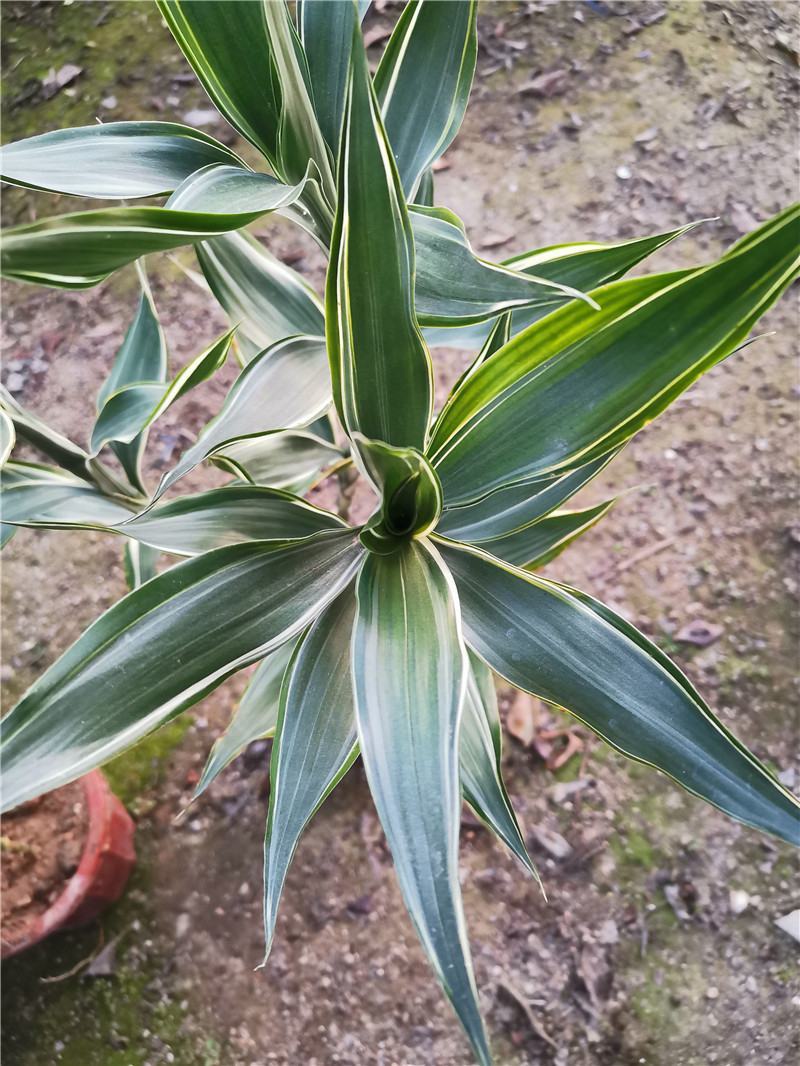 黄金富贵竹室内水培植物金边银边富贵竹客厅盆栽绿植带根带土
