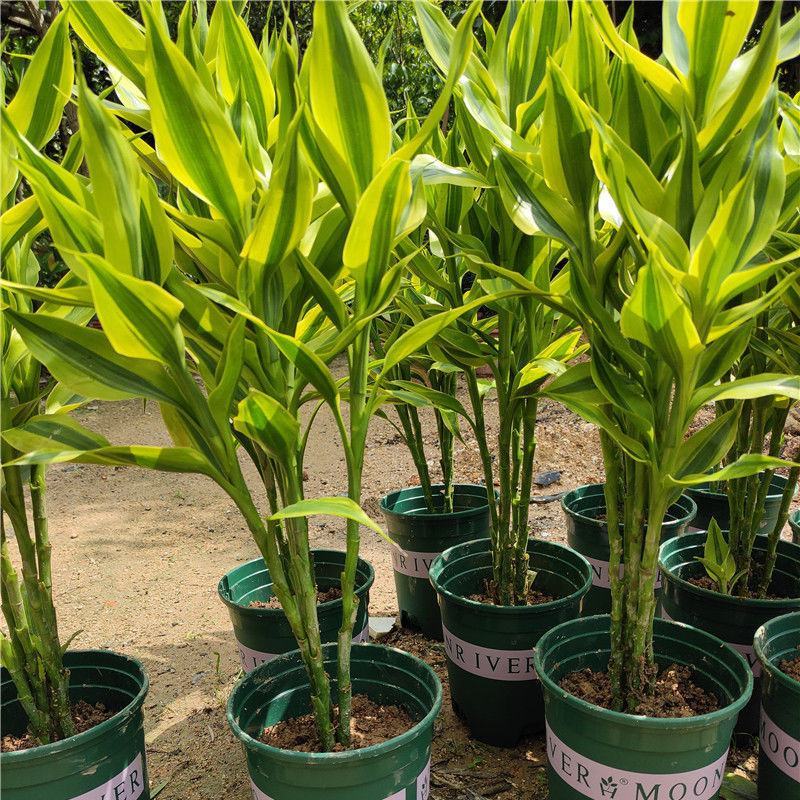 黄金富贵竹室内水培植物金边银边富贵竹客厅盆栽绿植带根带土