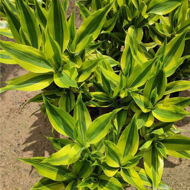 黄金富贵竹室内水培植物金边银边富贵竹客厅盆栽绿植带根带土