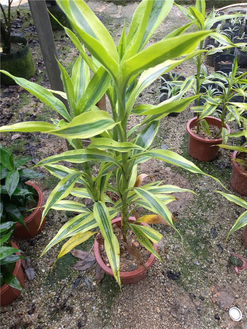 黄金富贵竹室内水培植物金边银边富贵竹客厅盆栽绿植带根带土