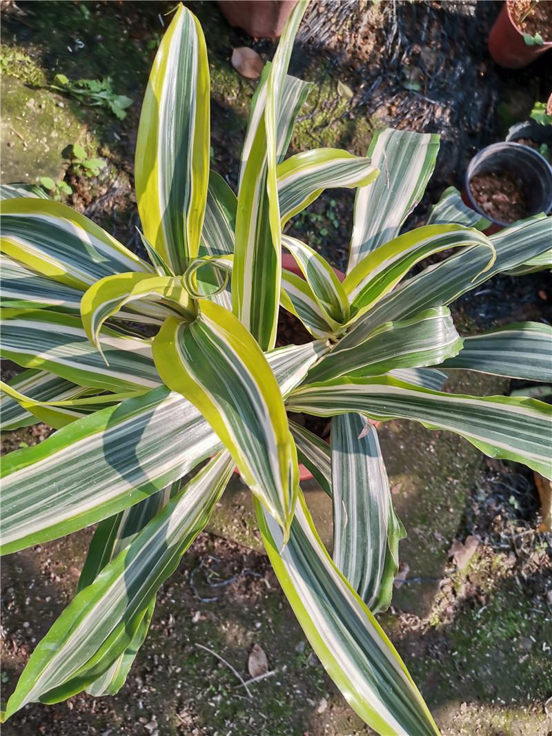 黄金富贵竹室内水培植物金边银边富贵竹客厅盆栽绿植带根带土