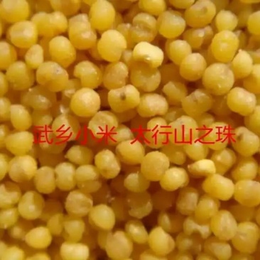 山西武乡小米