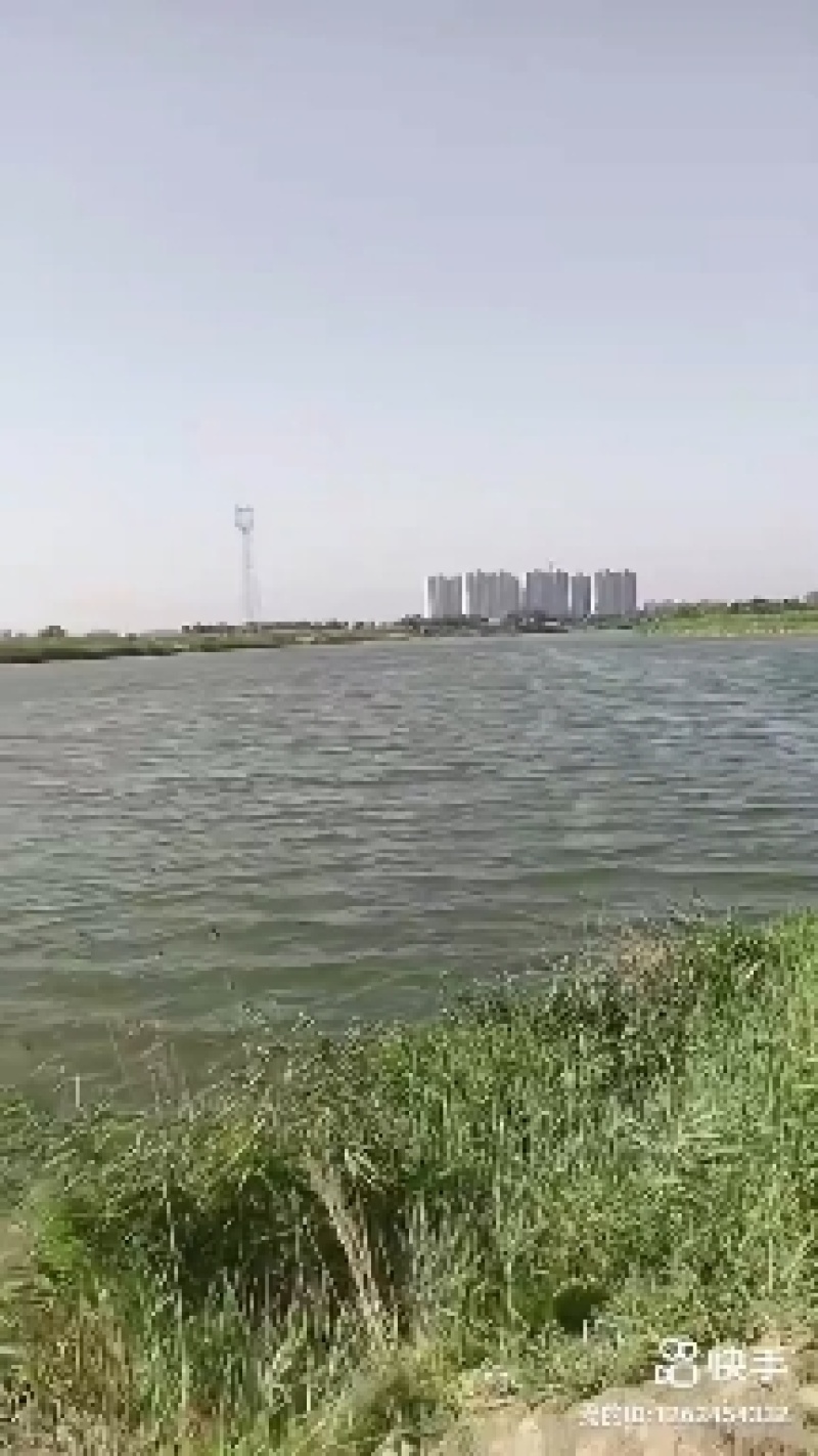 600多亩鱼塘对外招合作养殖户