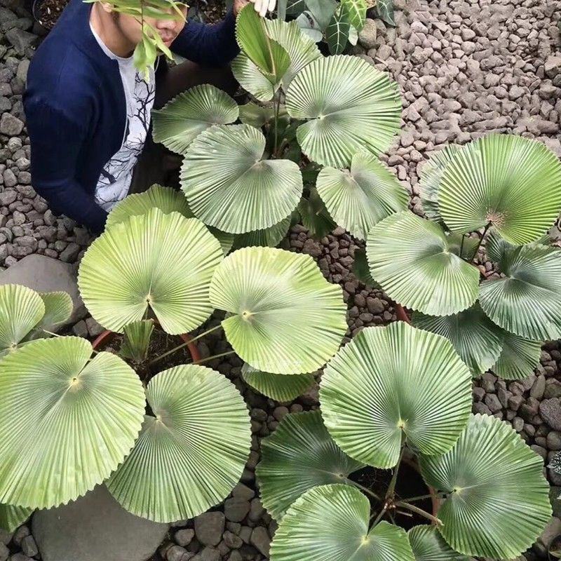 圆叶轴榈轴棕叶大美丽盆栽室内办公喜阴好养活绿植isn风