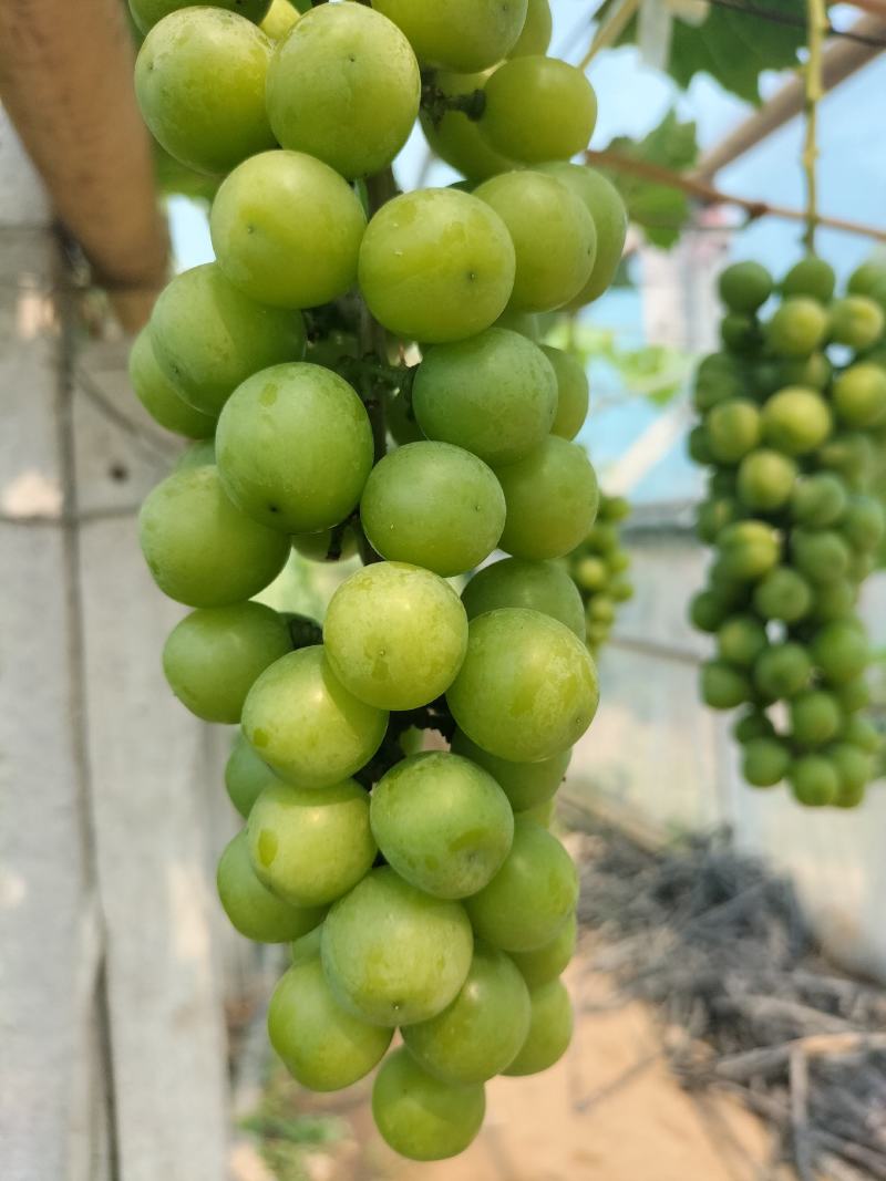 阳光玫瑰