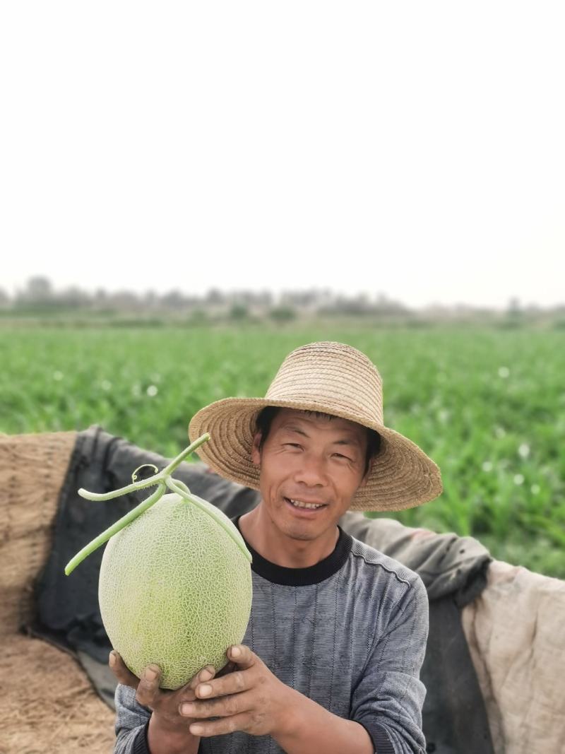 民勤沙漠蜜瓜金红宝糖度高口感高头茬瓜走货快