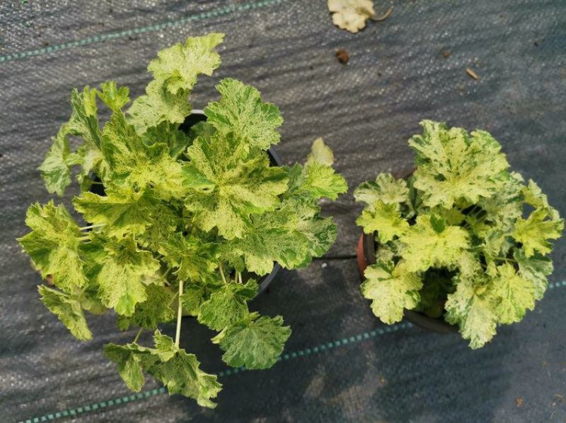 矾根雪天使盆栽自然变异稳定常绿观叶草本植物