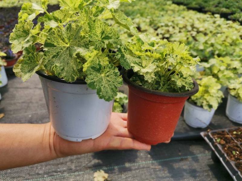 矾根雪天使盆栽自然变异稳定常绿观叶草本植物