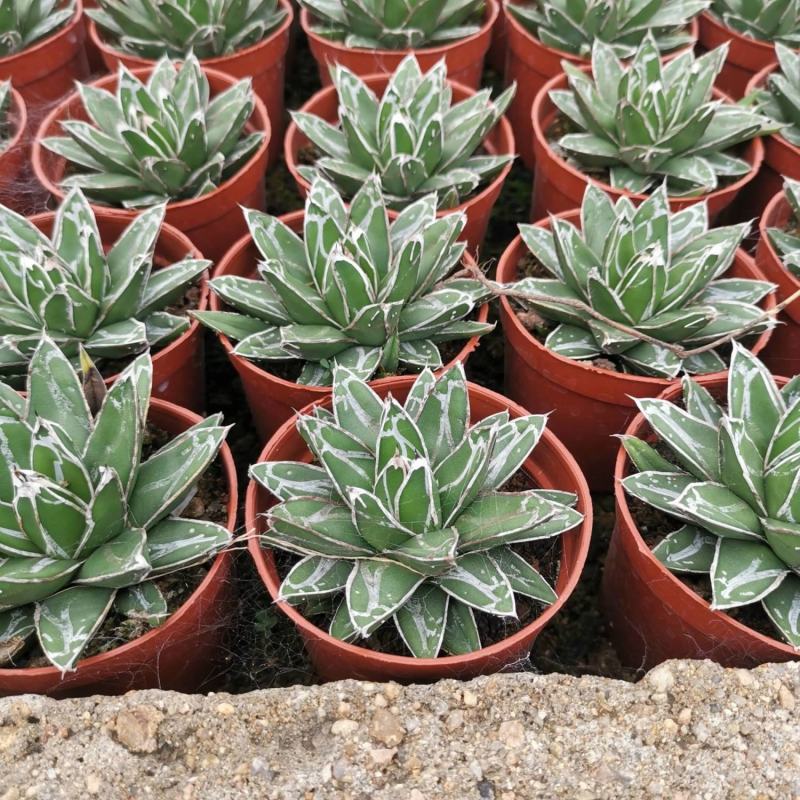 屉之雪龙舌兰世之雪多肉植物沙生植物盆栽室内办公防辐射绿植