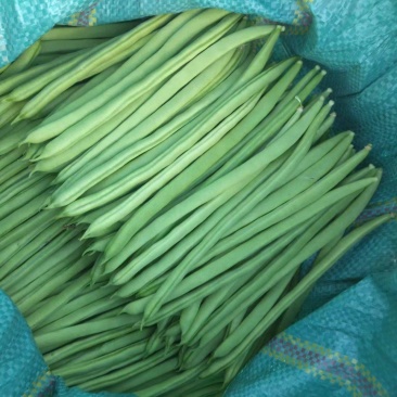 小金豆一年四季都有