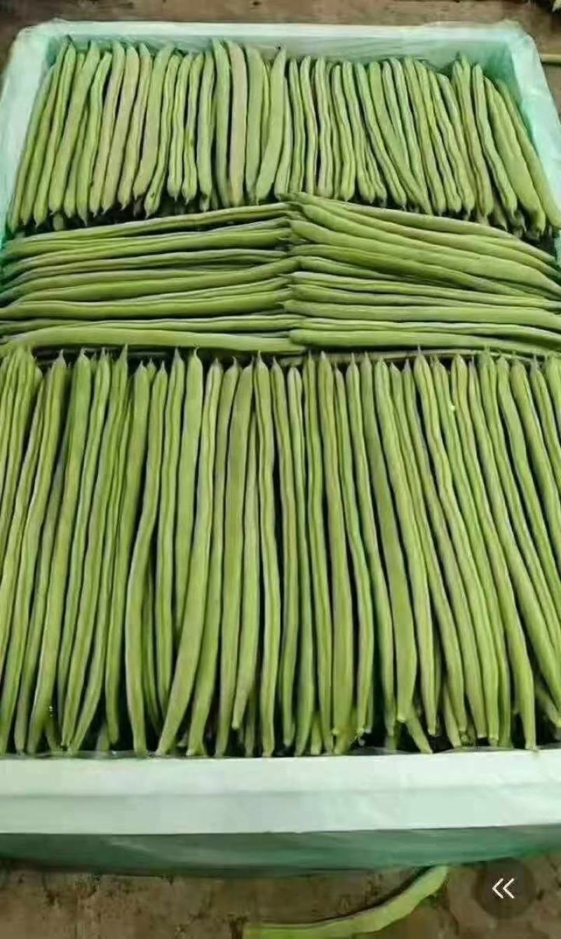 小金豆一年四季都有