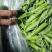 小金豆一年四季都有