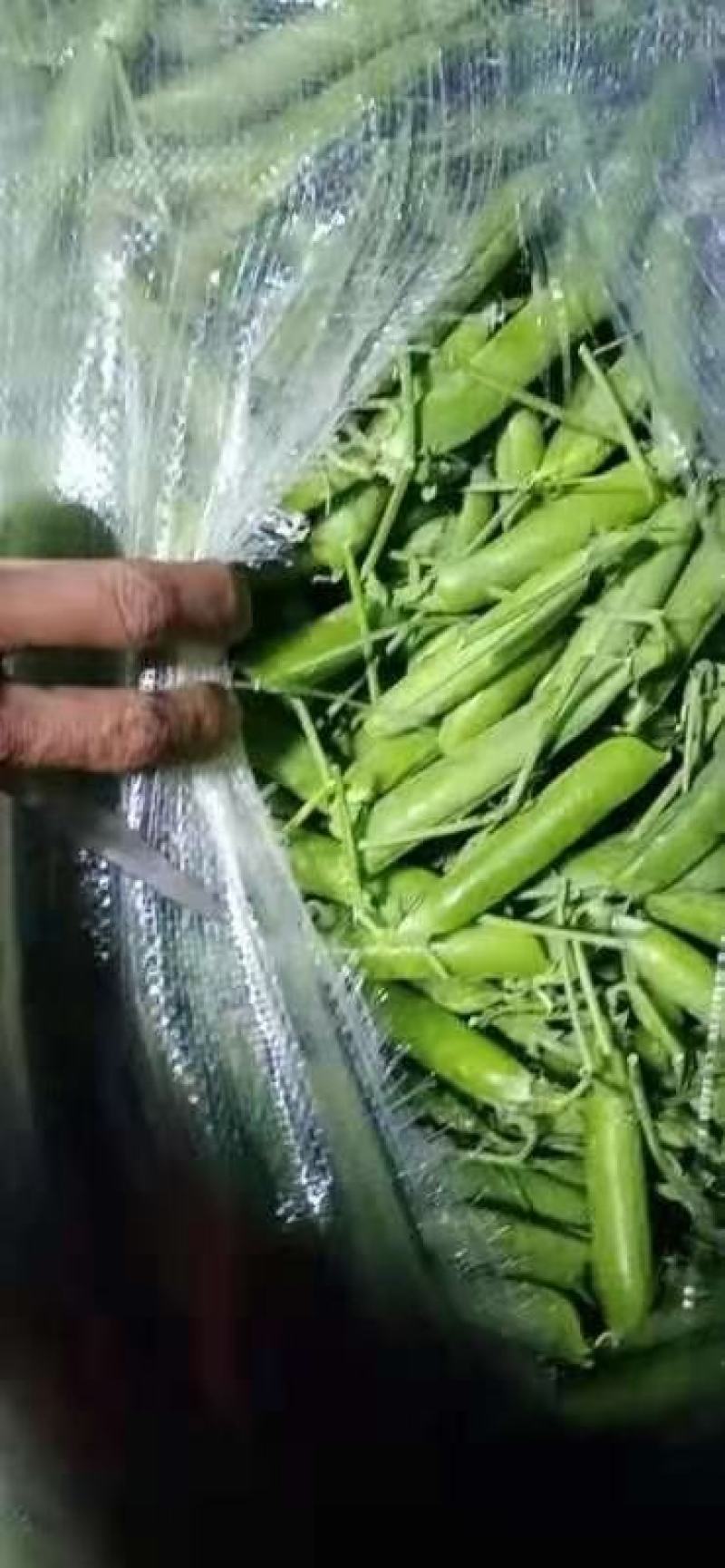 小金豆一年四季都有