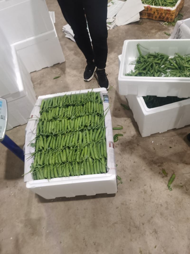 小金豆一年四季都有