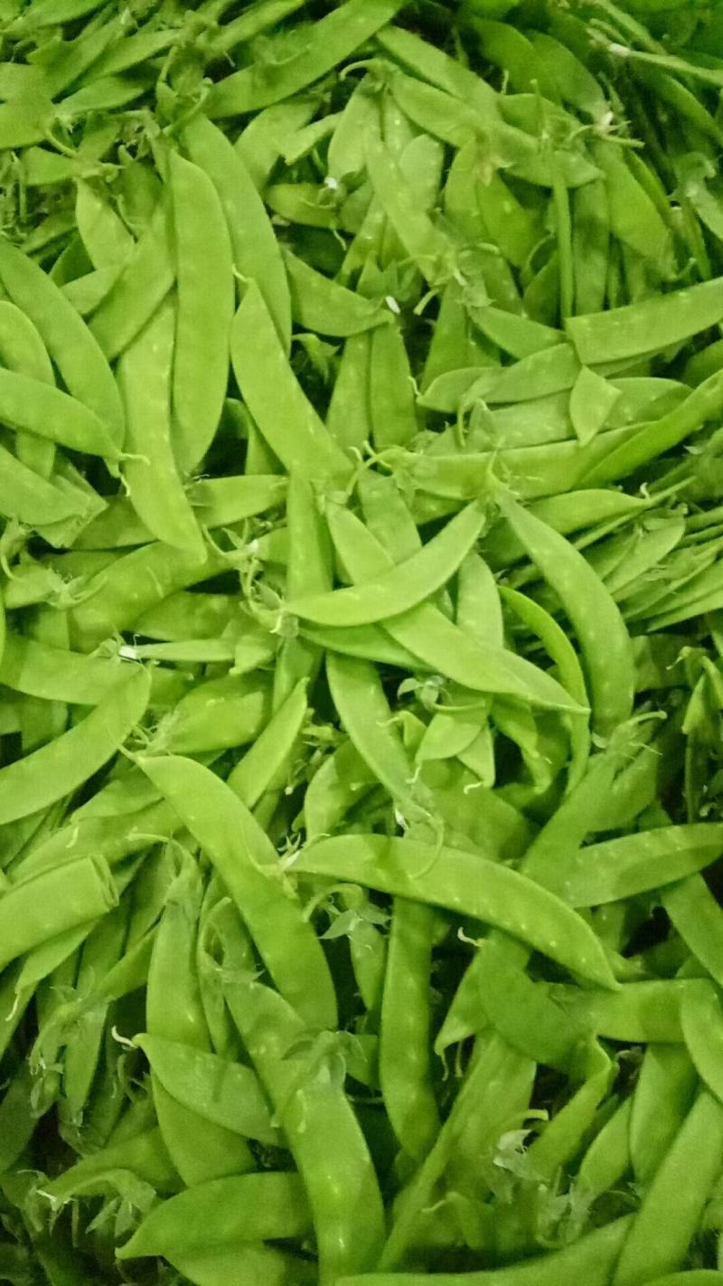 小金豆一年四季都有