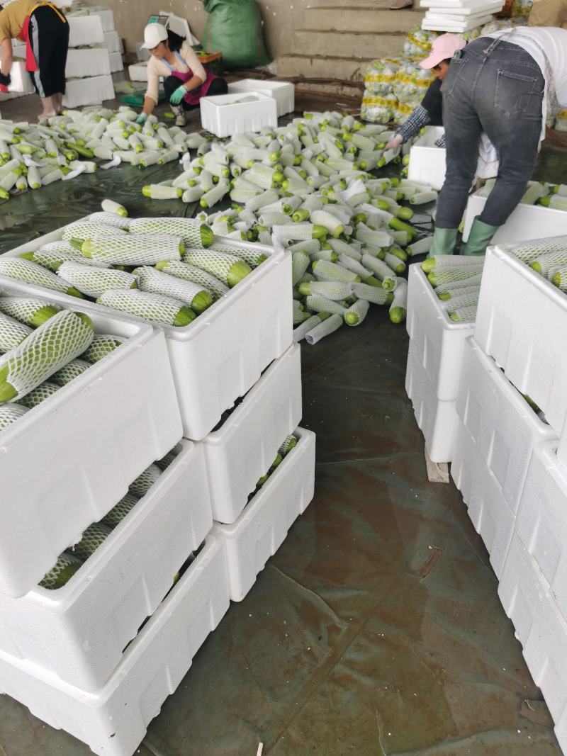 小金豆一年四季都有