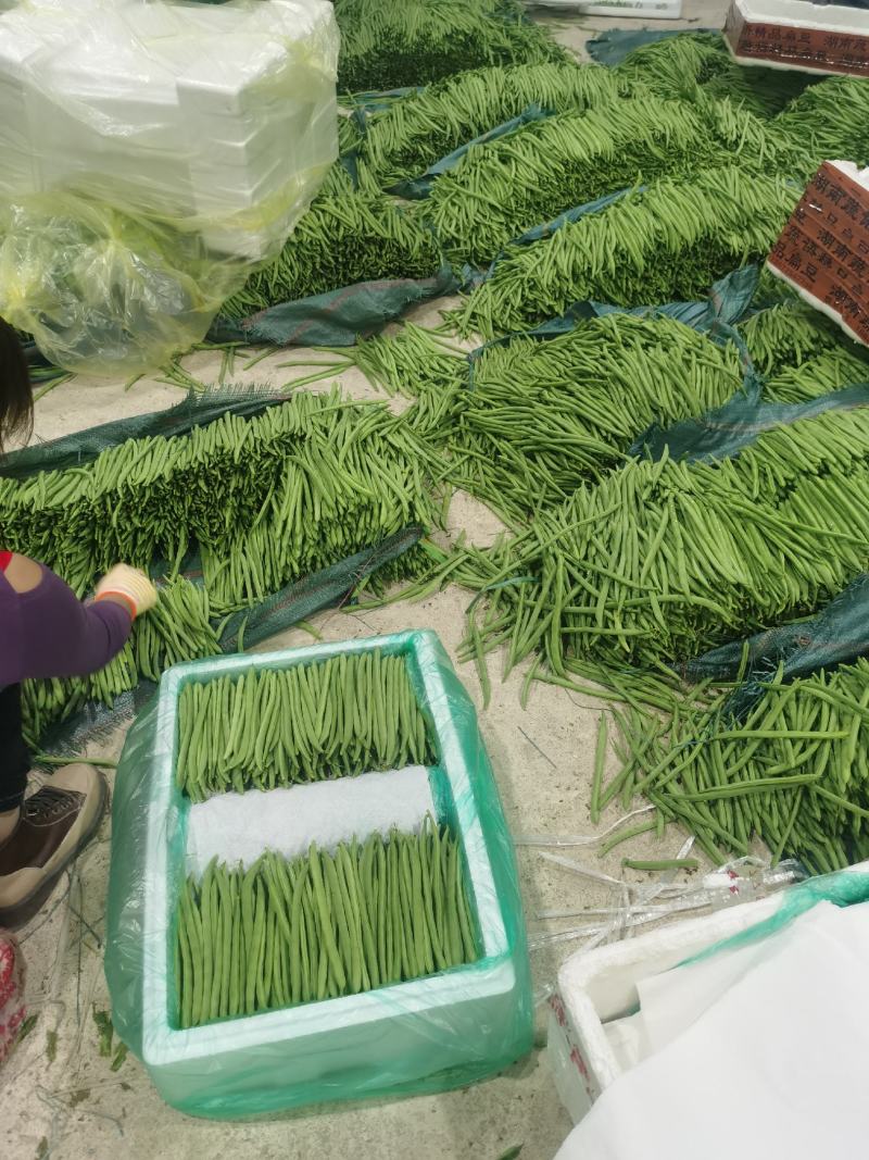 小金豆一年四季都有