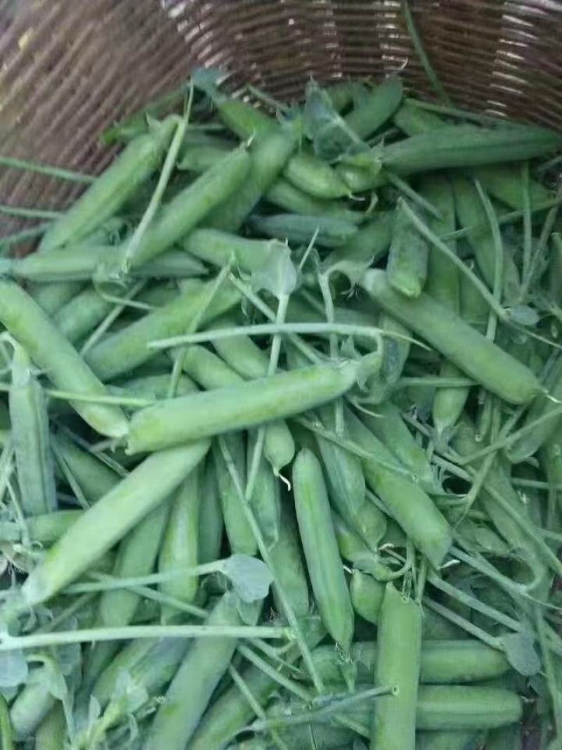 小金豆一年四季都有