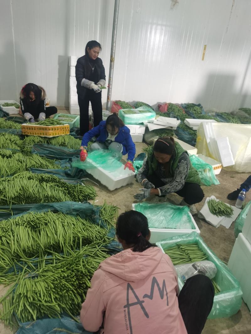 小金豆一年四季都有