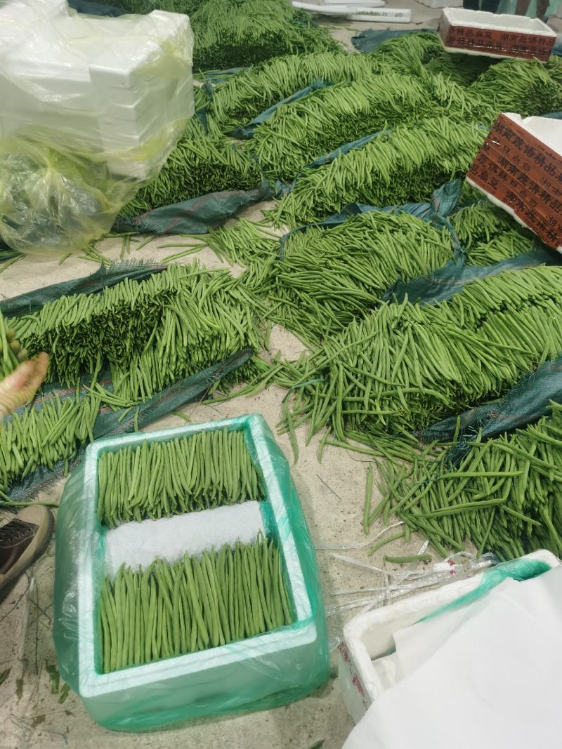 小金豆一年四季都有