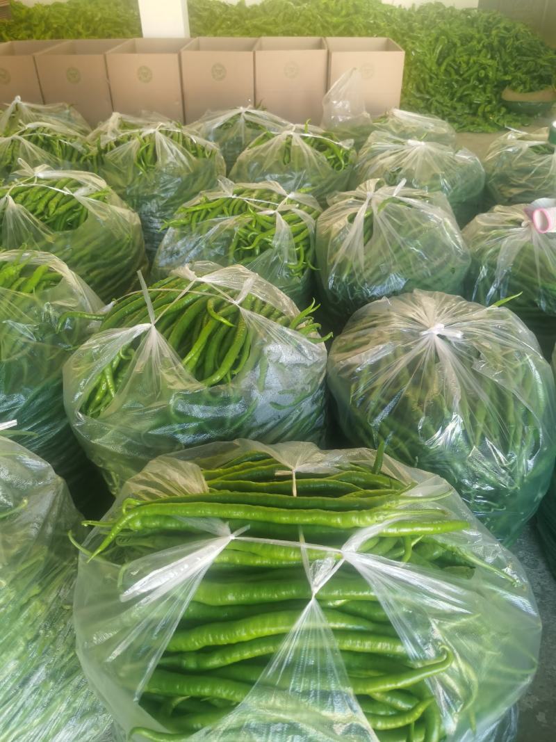 小金豆一年四季都有