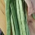 小金豆一年四季都有