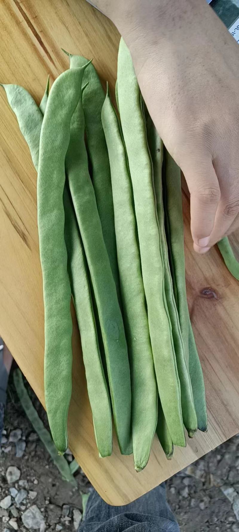 小金豆一年四季都有